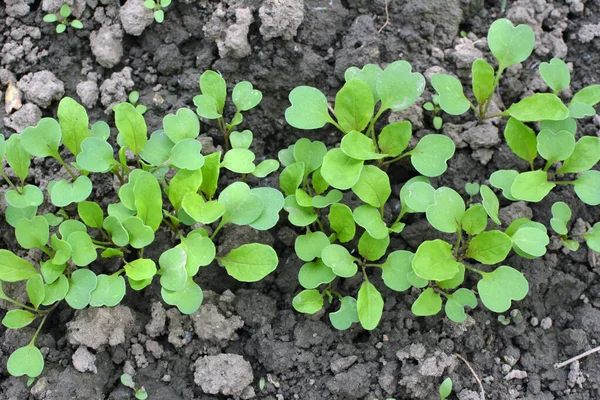 Young Arugula Eruca Sativa Shoots Sprouted Seeds Garden — Stock Photo, Image