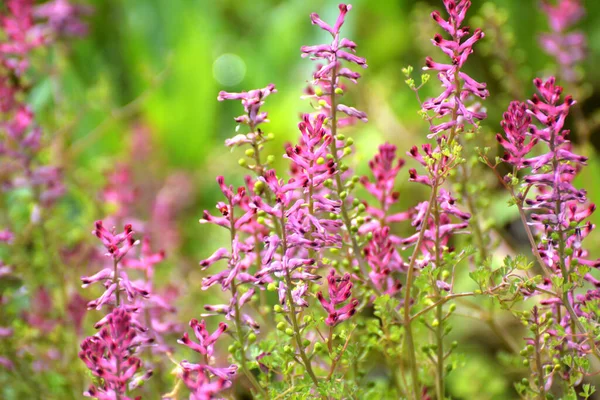 Fumaria Officinalis Blommar Naturen Våren — Stockfoto