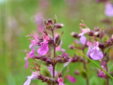 Yazın, Teucrium chamaedrys otların arasında yetişir.