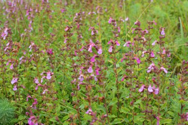 Yazın, Teucrium chamaedrys otların arasında yetişir.