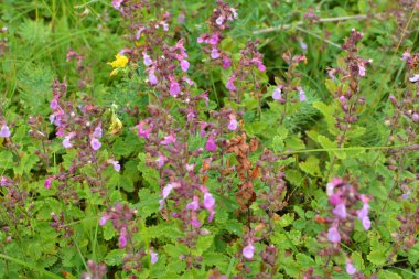 Yazın, Teucrium chamaedrys otların arasında yetişir.