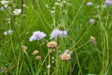Knautia arvensis yabani otların arasında yetişir.