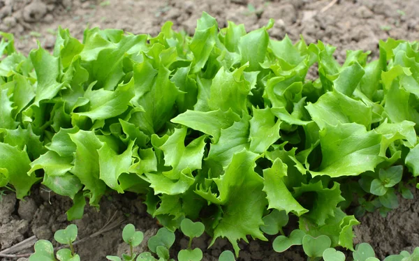 Otwartej Ziemi Organicznej Rośnie Sałata Lactuca Sativa — Zdjęcie stockowe
