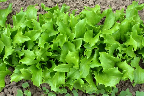 Open Organic Ground Grows Lettuce Lactuca Sativa — Stock Photo, Image