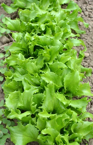 Open Organic Ground Grows Lettuce Lactuca Sativa — Stock Photo, Image