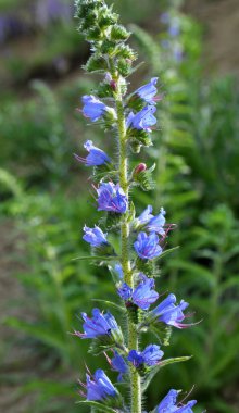 Doğada, yabani otların arasında Echium vulgare çiçek açar.