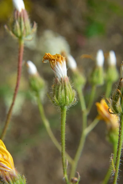 Crepis Foetida Cresce Natura Estate — Foto Stock