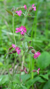 Silene dioica baharda doğada büyür.