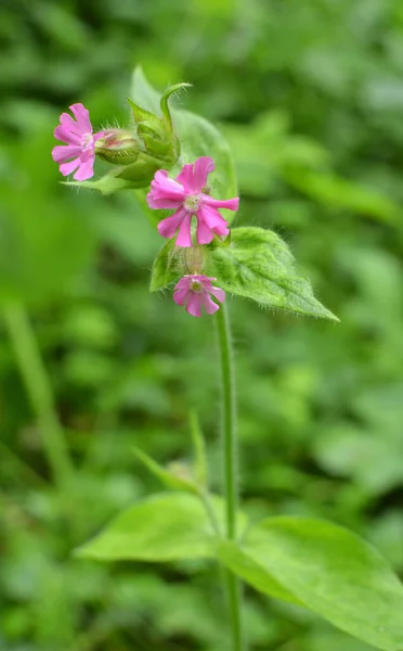 Silene Dioica Wächst Frühling Freier Wildbahn — Stockfoto