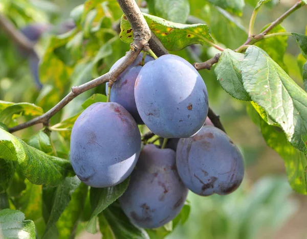 Garden Branch Tree Ripe Plums — Stock Photo, Image