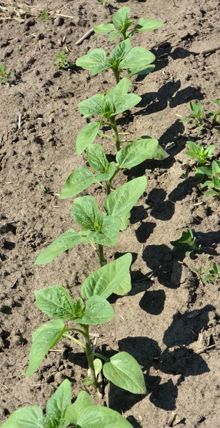 Primavera Campo Agrícola Girasol Crece — Foto de Stock