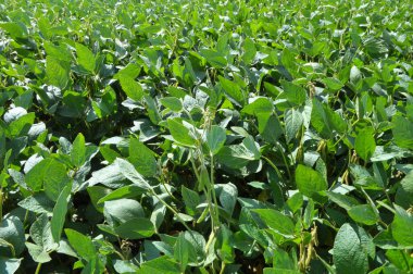 Yazın, tarlada soya fasulyesi yetişir.