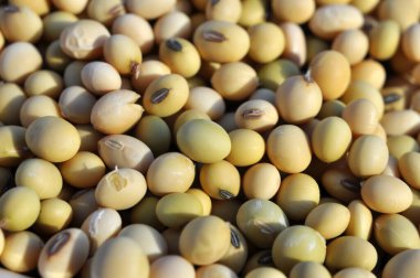 Kuru soyulmuş olgun soya fasulyesi yakın çekim