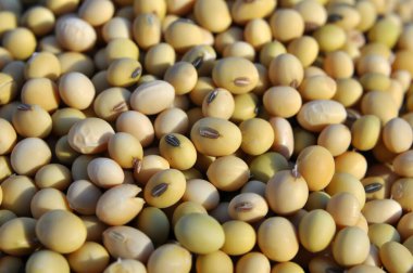 Kuru soyulmuş olgun soya fasulyesi yakın çekim