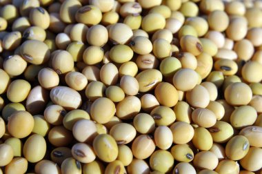 Kuru soyulmuş olgun soya fasulyesi yakın çekim