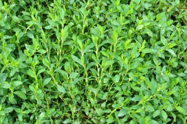 Poligonum aviculare otları vahşi doğada yetişir.