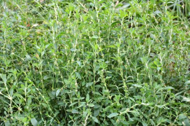 Poligonum aviculare otları vahşi doğada yetişir.
