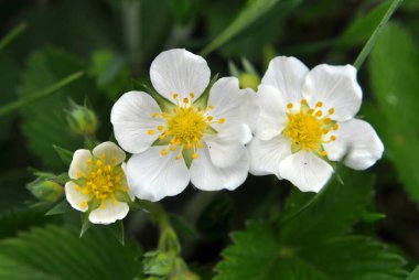 İlkbaharda, vahşi çilekler doğada çiçek açar.