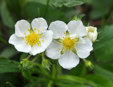 İlkbaharda, vahşi çilekler doğada çiçek açar.