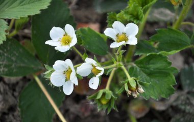 Baharda bahçede çilek yetişir.