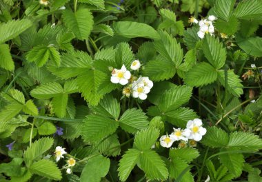 Baharda bahçede çilek yetişir.