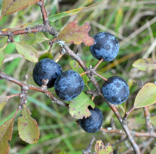 Branch Bush Mature Dark Blue Berries Blackthorn — Stock Photo, Image