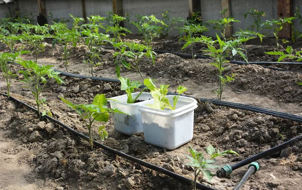 Växthus Med Droppbevattning Vid Odling Tomater Ekologisk Jord — Stockfoto