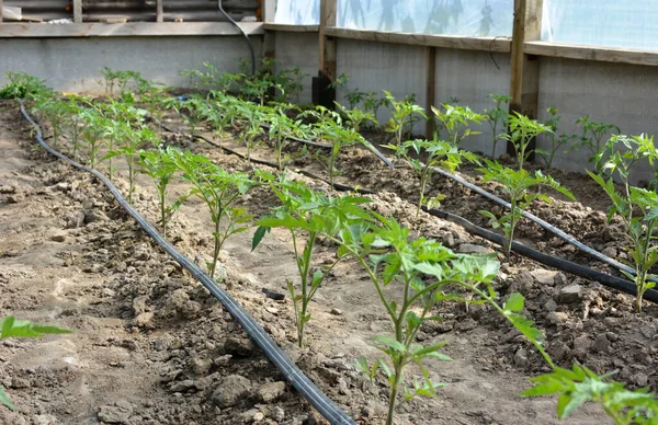 Gewächshaus Mit Tropfbewässerung Beim Tomatenanbau Bio Boden — Stockfoto