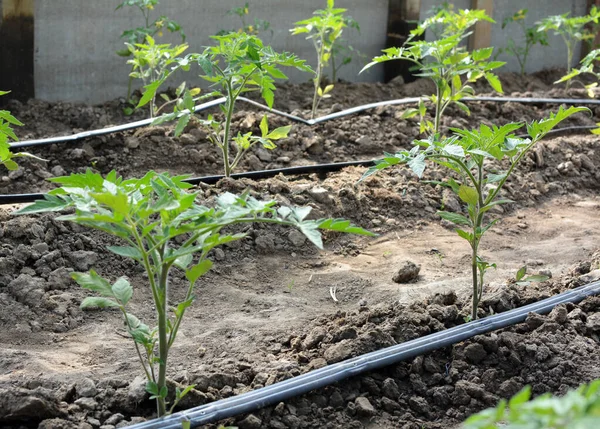 Växthus Med Droppbevattning Vid Odling Tomater Ekologisk Jord — Stockfoto