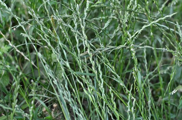 Freier Wildbahn Auf Der Wiese Wächst Weidelgras Lolium — Stockfoto