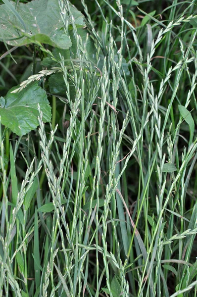 Wild Meadow Grows Forage Grass Ryegrass Lolium — Stock Photo, Image