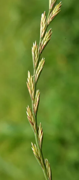 Naturaleza Prado Crece Hierba Forrajera Ryegrass Lolium — Foto de Stock