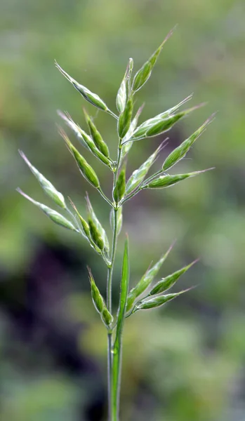 Brome Herbe Céréalière Pousse Dans Nature — Photo