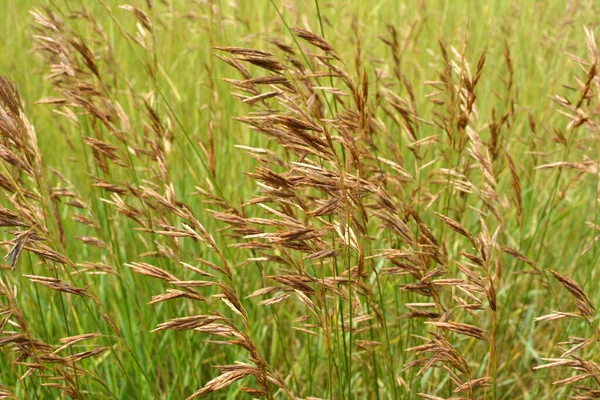 Bromus Trawy Zbóż Rośnie Wolności — Zdjęcie stockowe
