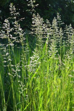 Çayırlarda, yabani otların arasında Poa büyüyor..
