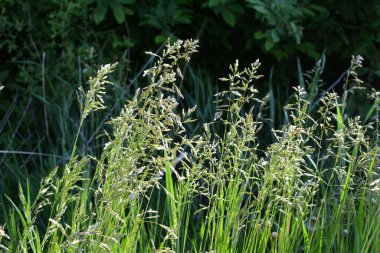 Çayırlarda, yabani otların arasında Poa büyüyor..