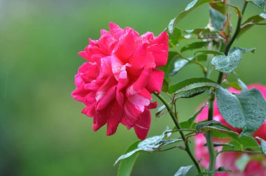 Yazın bahçede güller açar..