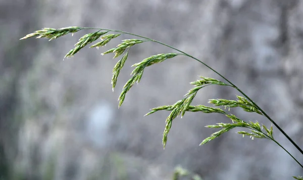 Prado Entre Hierbas Silvestres Crece Ryegrass Arrhenatherum Elatius — Foto de Stock