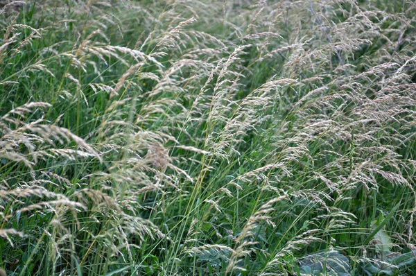 Auf Der Wiese Zwischen Wilden Gräsern Wächst Weidelgras Arrhenatherum Elatius — Stockfoto