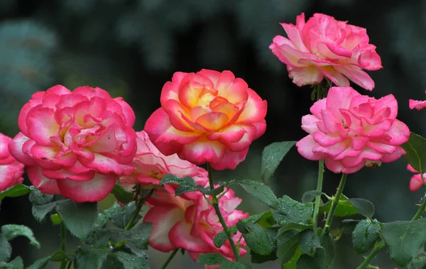 Летом Саду Цветут Розы — стоковое фото