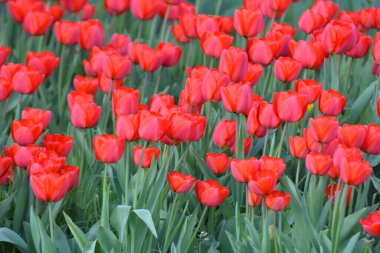 Baharda, bahçedeki bir çiçek tarhında kırmızı laleler açar.