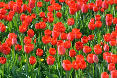 Baharda, bahçedeki bir çiçek tarhında kırmızı laleler açar.