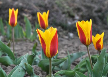 Bahar çiçek bahçesinde lale açan (Tulipa kaufmanniana)