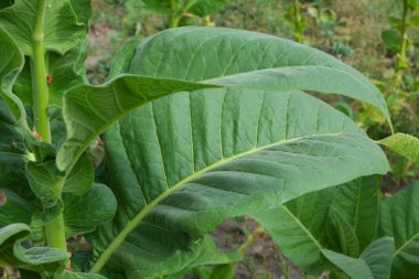 Bir tarladaki çiftlikte tütün yetişiyor.