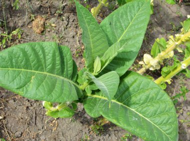 Bir tarladaki çiftlikte tütün yetişiyor.