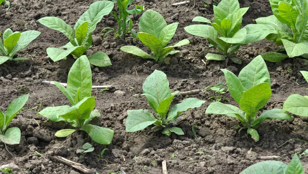 Tabac Cultivé Dans Une Plantation Dans Champ Agricole — Photo