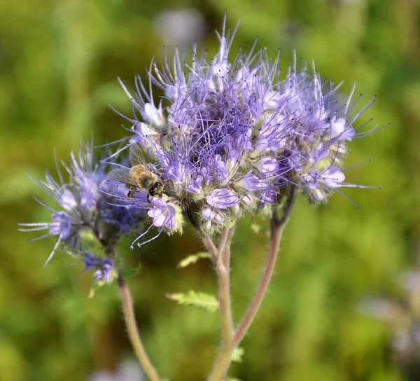 畑は花を咲かせていますファセリア ミツバチのための特別な蜂蜜植物 — ストック写真