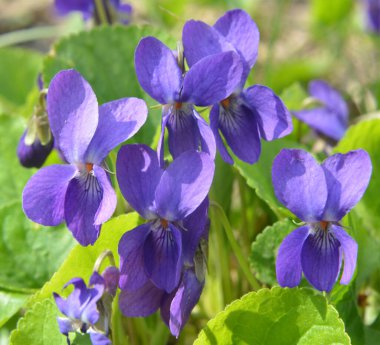 Baharda vahşi ormanda menekşe (Viola odorata) yetişir.