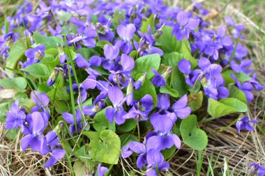 Baharda vahşi ormanda menekşe (Viola odorata) yetişir.