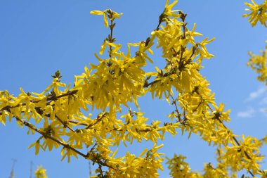Forsythia çalıları doğada ilkbaharda çiçek açar.. 